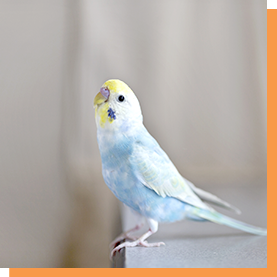 エキゾチックアニマル